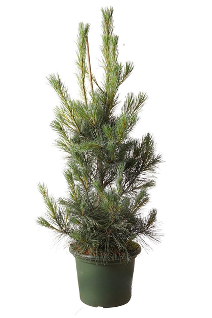 Pinus monticola &
