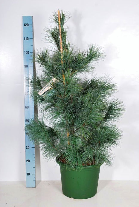 Pinus monticola "Ammerland"