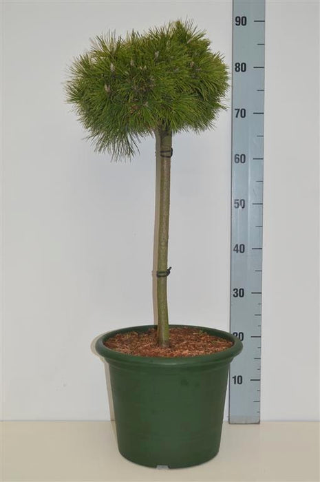 Pinus mugo 'Benjamin'