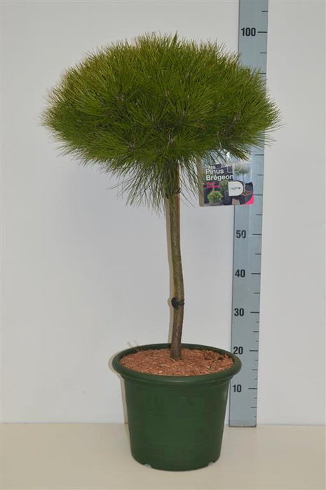 Pinus 'Marie Bregeon'