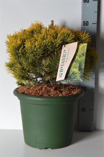 Pinus mugo &