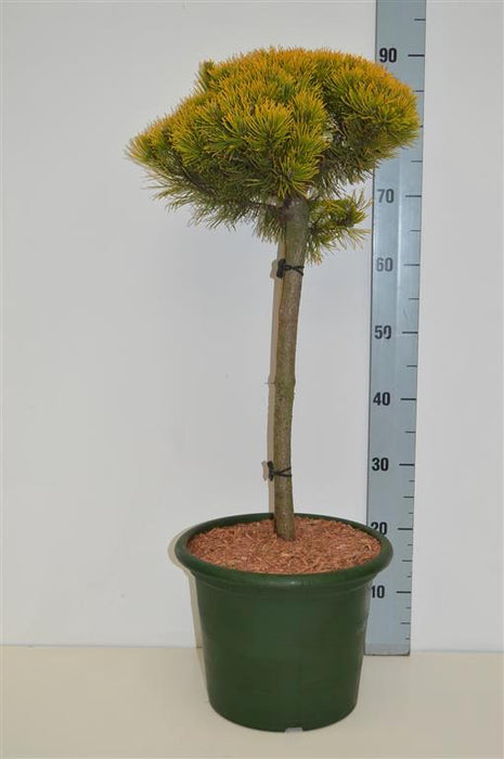 Pinus mugo 'Carsten's Winter Gold'