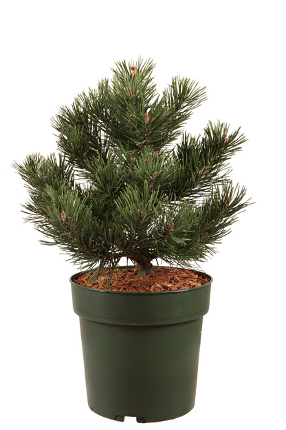Pinus mugo &