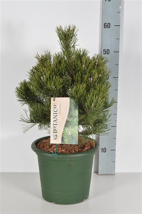 Pinus mugo "Gnome"