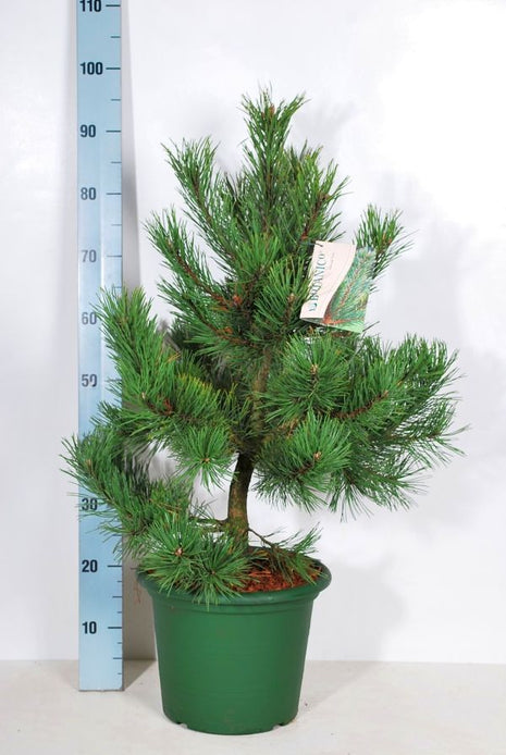 Pinus mugo "Gnome"