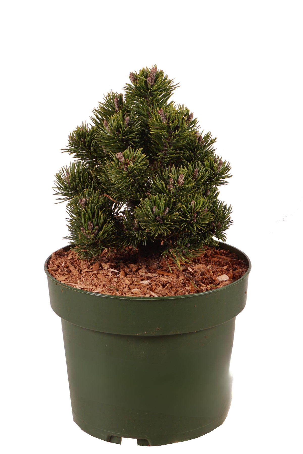 Pinus mugo &