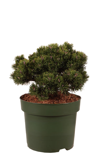 Pinus mugo &