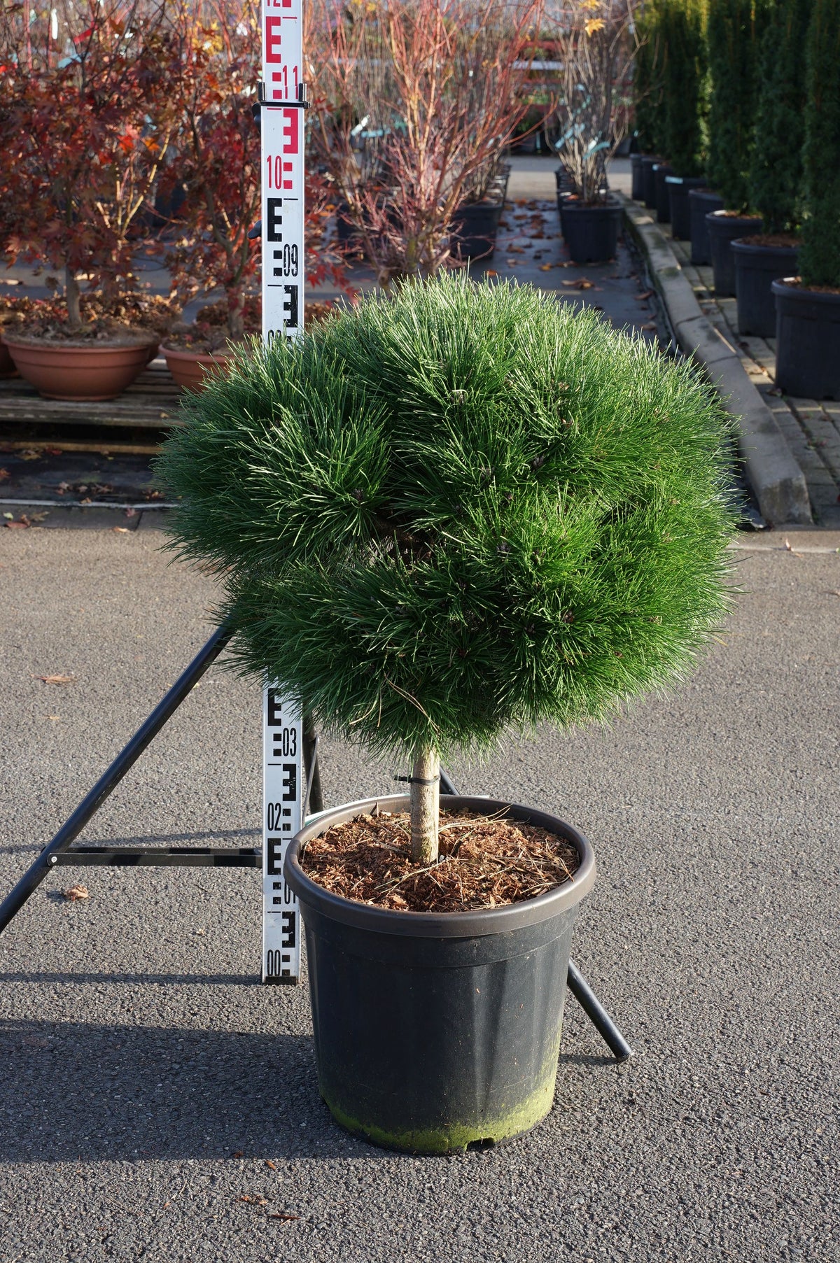 Pinus nigra &