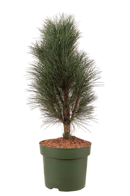 Pinus nigra &