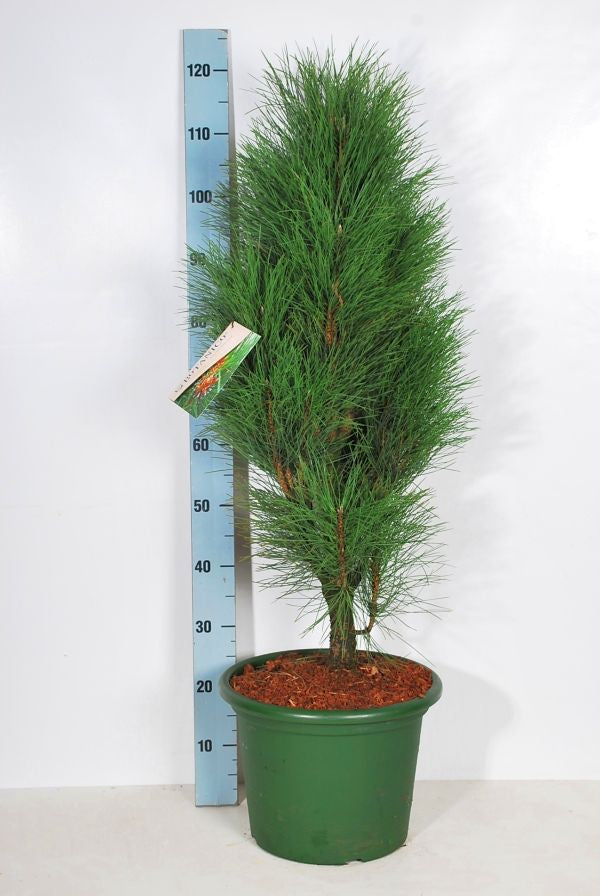 Tall nigra &