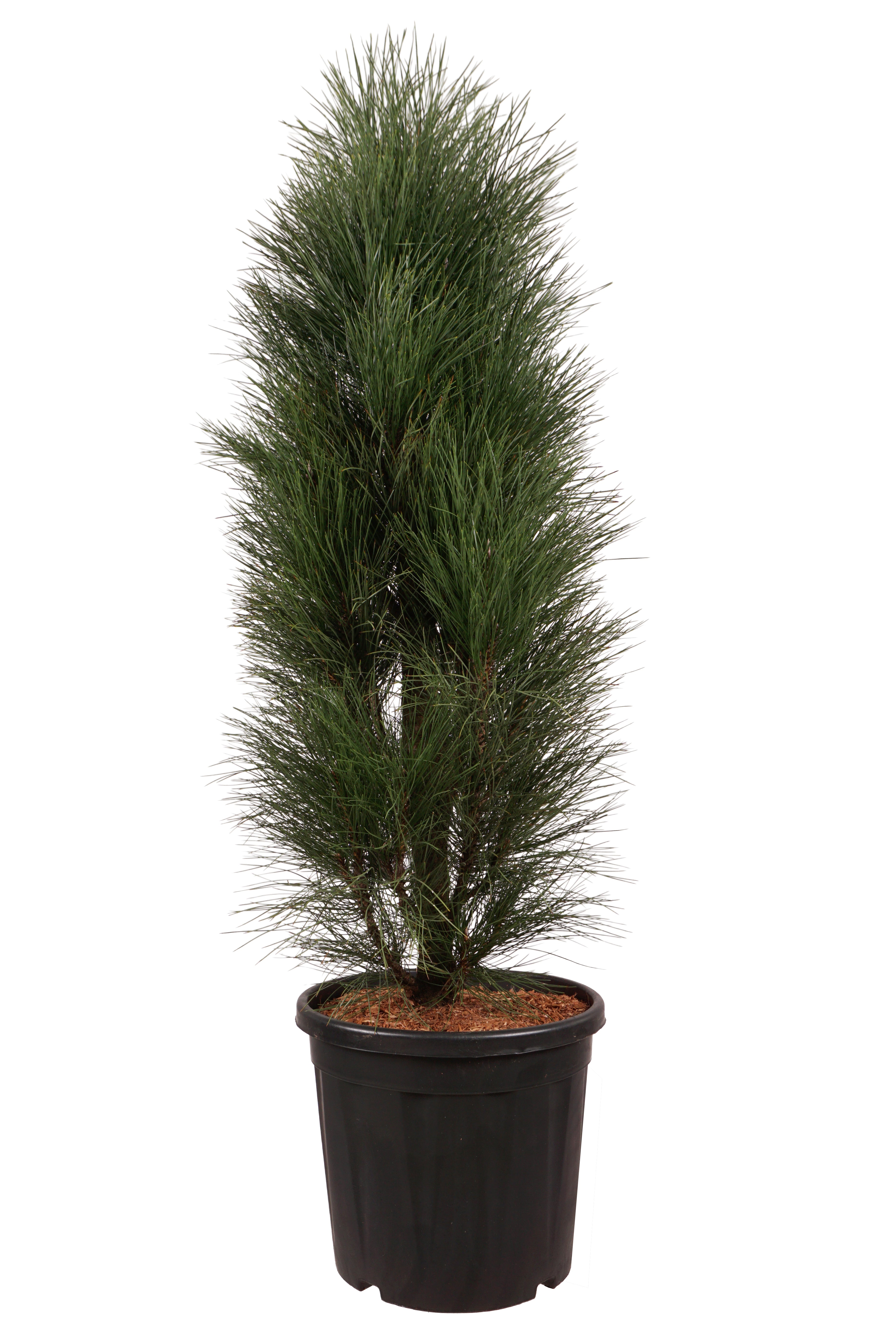 Tall nigra &