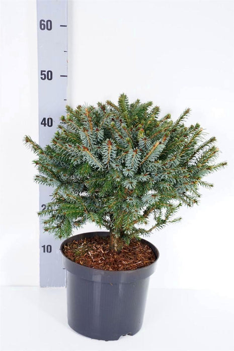 Picea omorika "Nana"