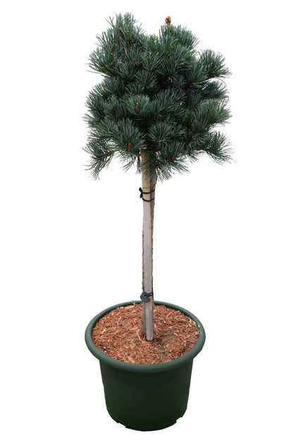 Pinus parv. &