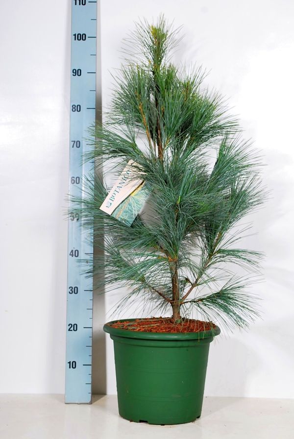 Tall strobus &