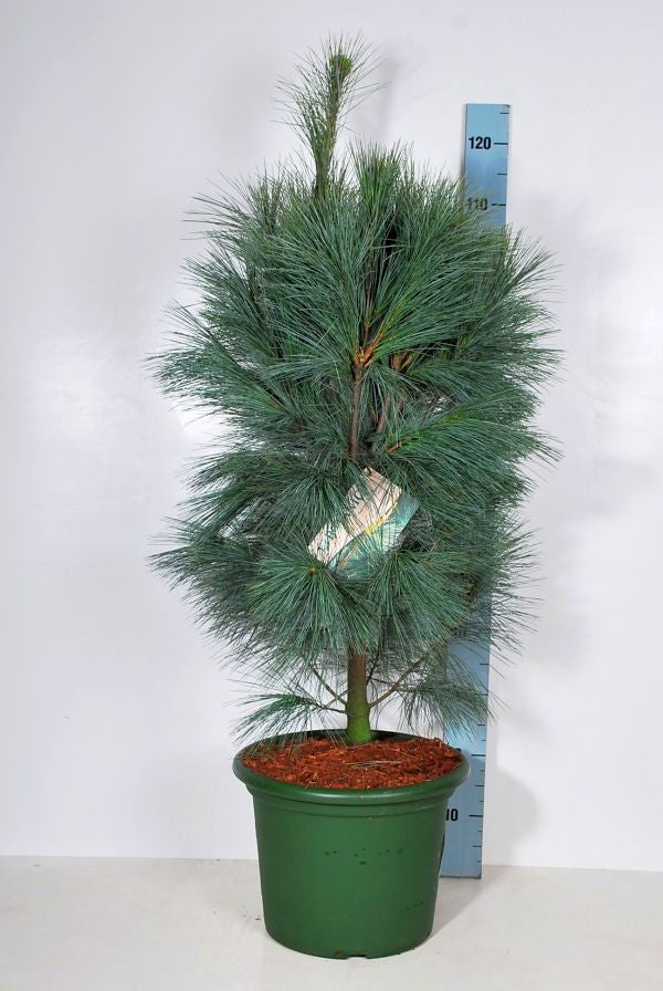 Tall strobus &