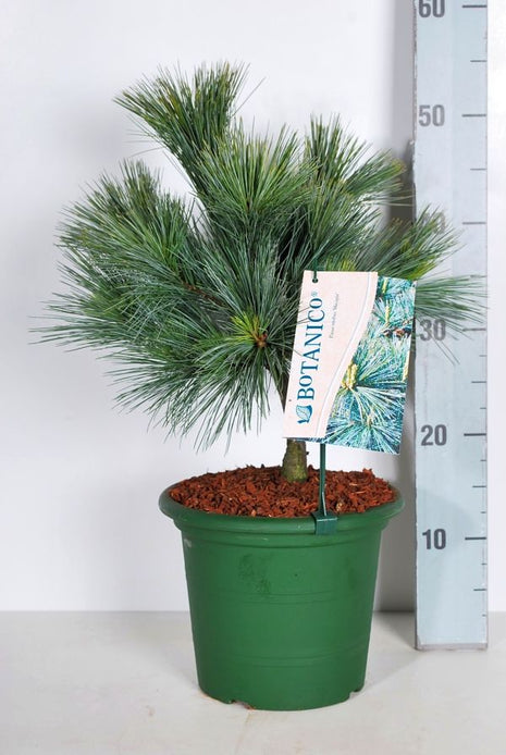 Pinus strobus "Macopin"