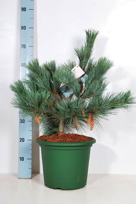 Pinus strobus "Macopin"