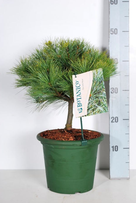 Pinus strobus "Minima"