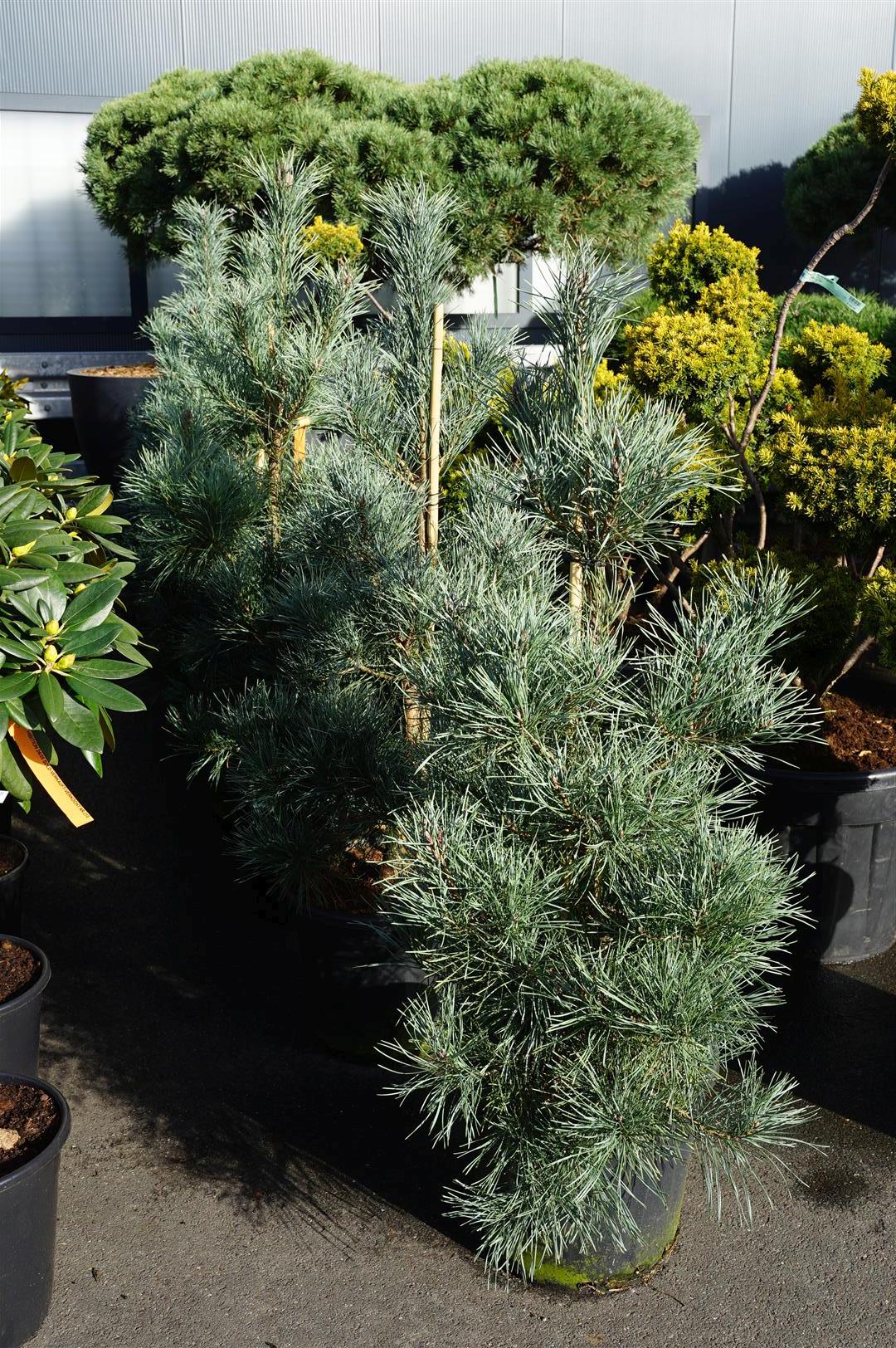 Pinus sylvestris &