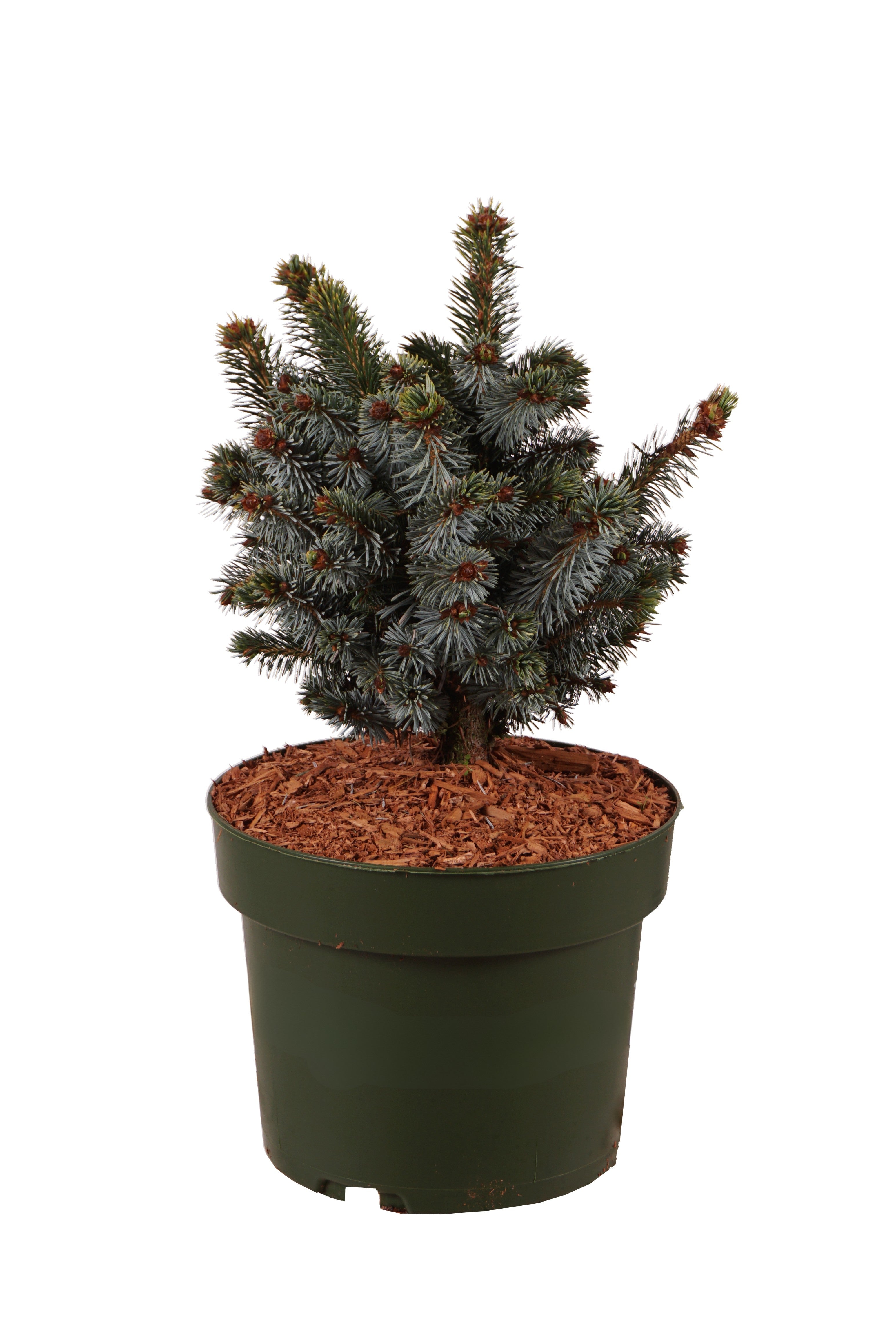Picea sitchensis &