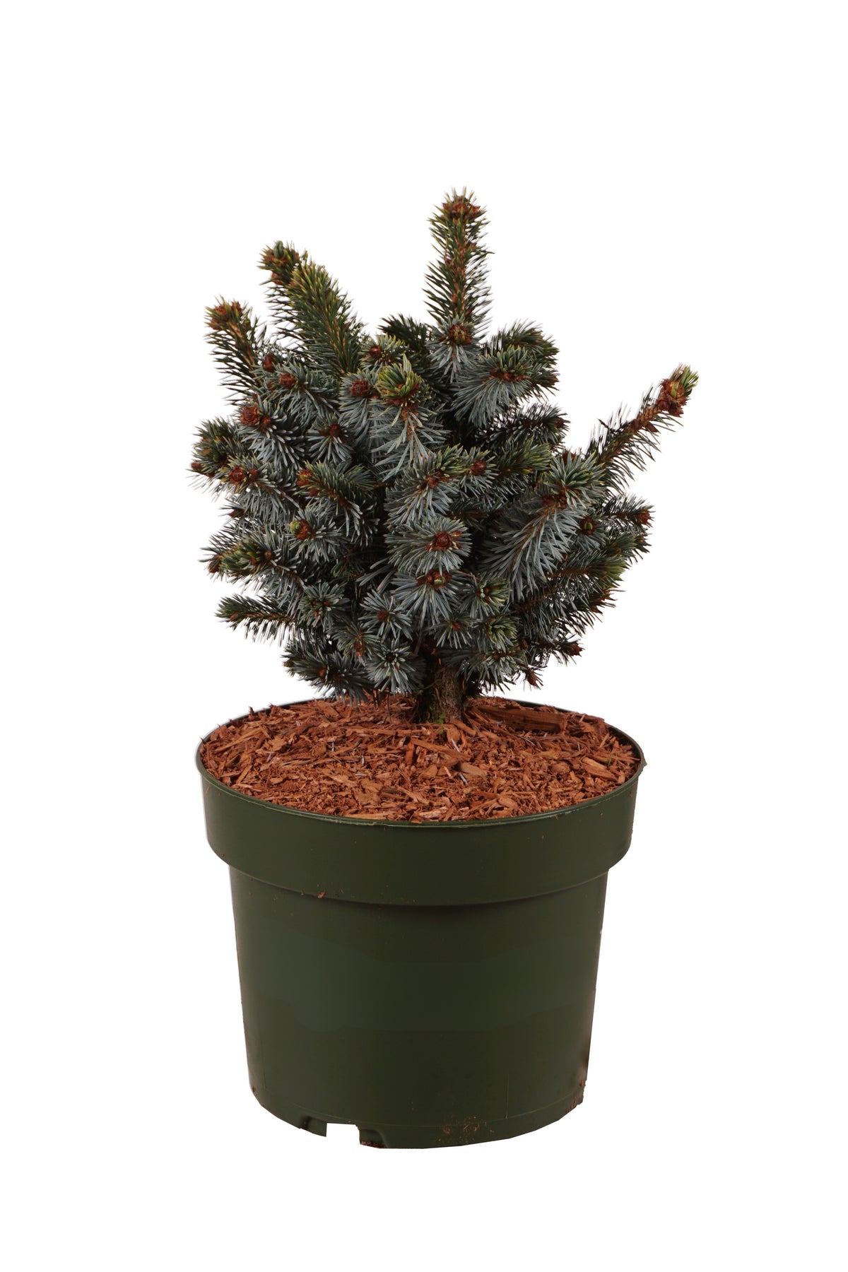 Picea sitchensis &