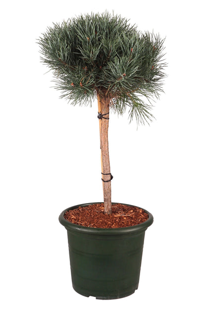 Pinus sylv. &