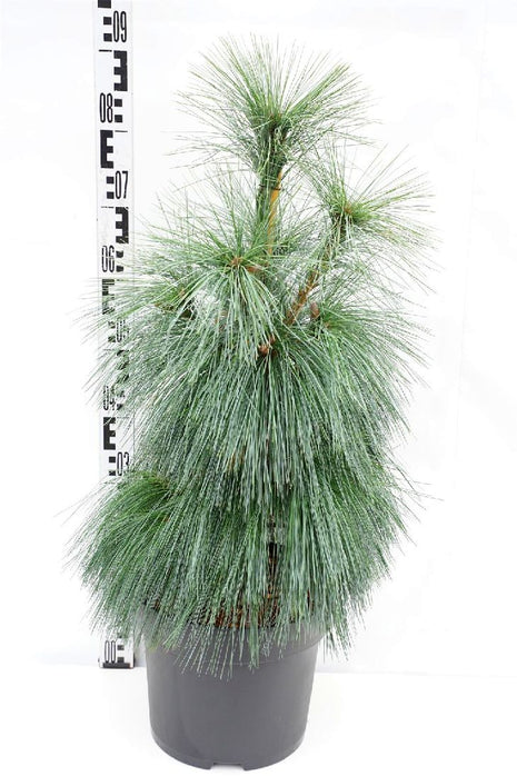 Pinus schwerinii 'Wiethorst'