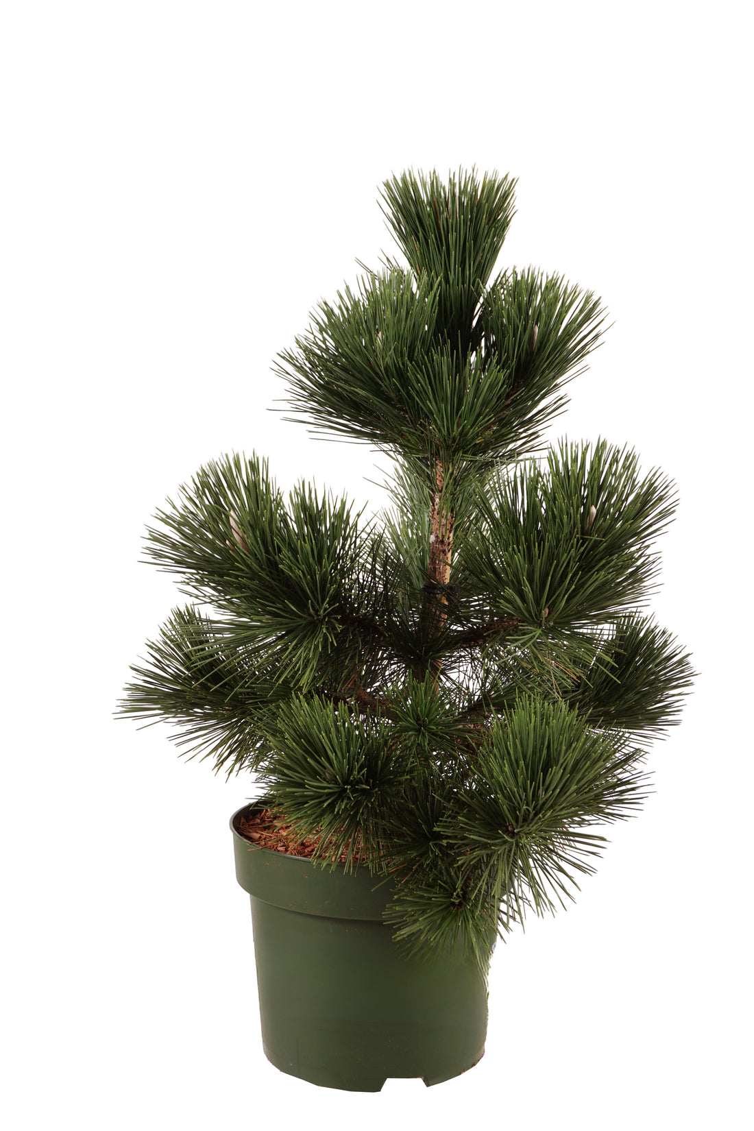 Tall thunbergii &