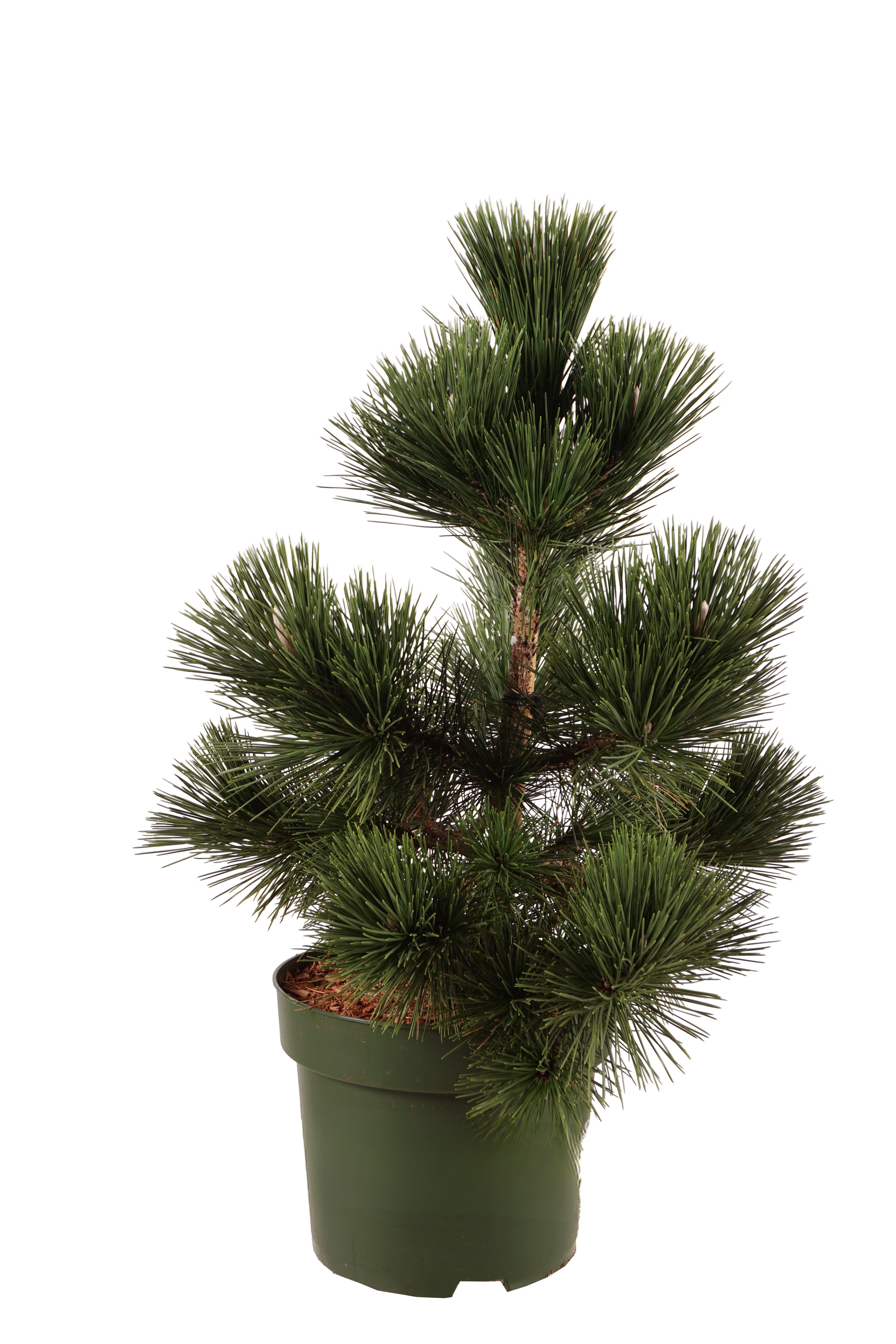 Tall thunbergii &