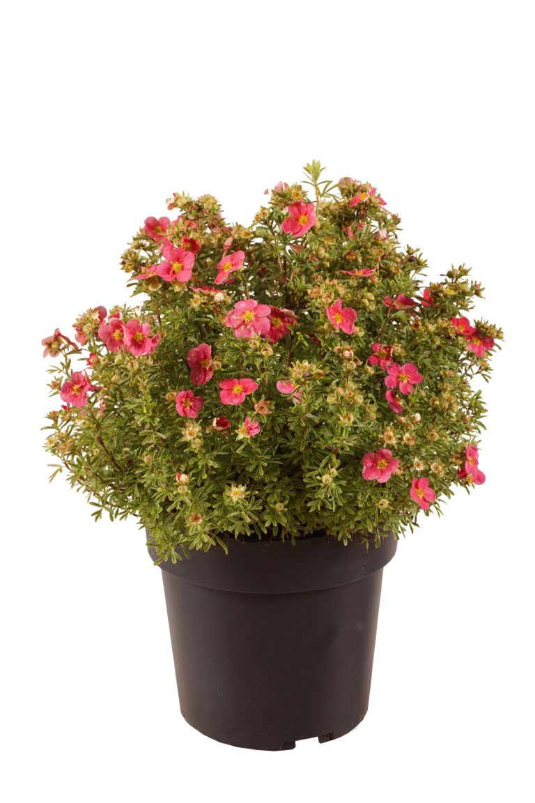 Potentilla f. &