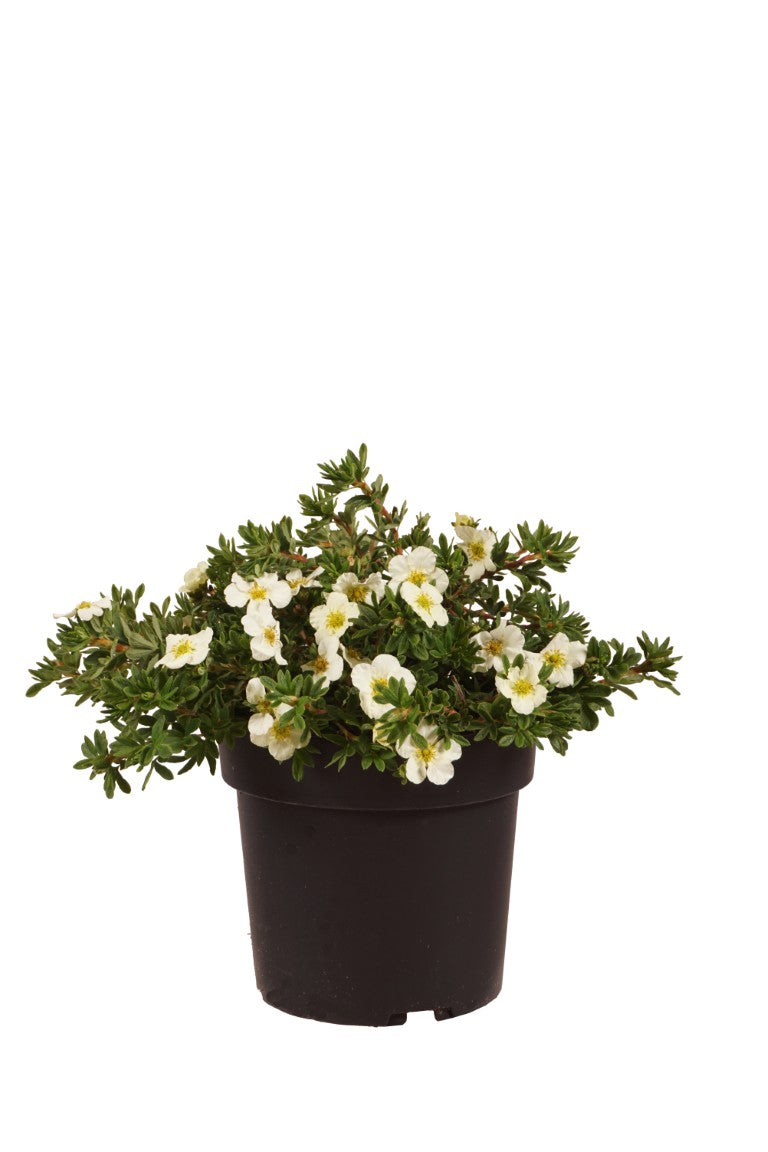 Potentilla f. &