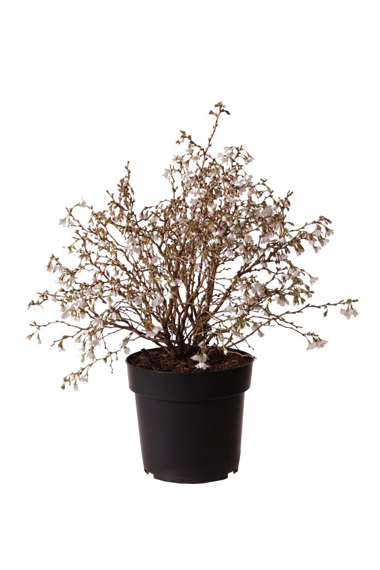 Prunus incisa &