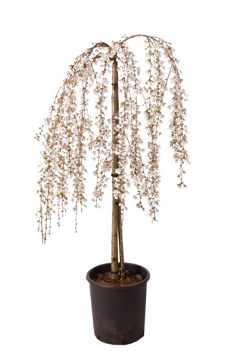 Prunus &
