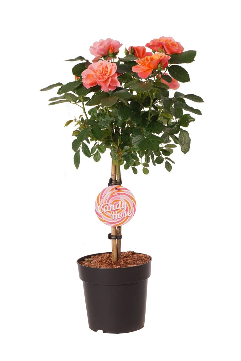 Rosa &