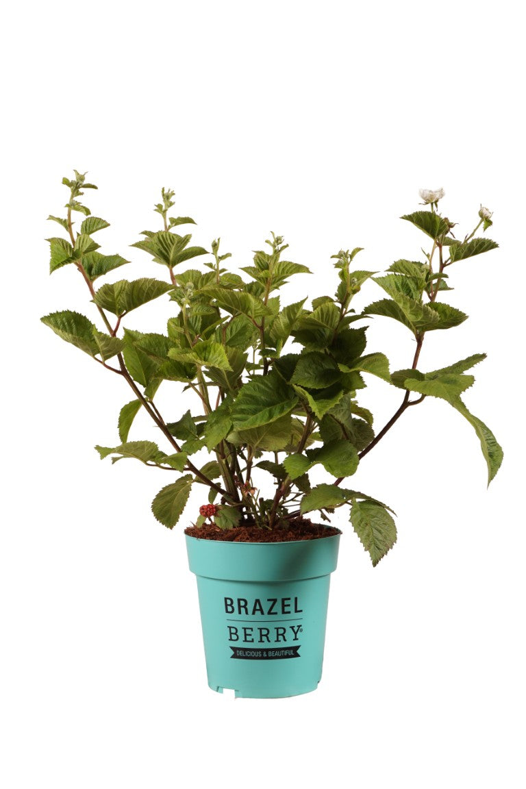 Björnbär BrazelBerry® &