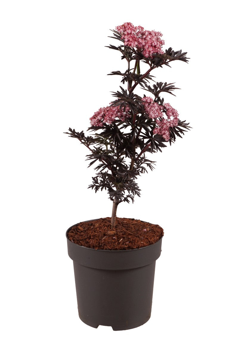 Sambucus nigra &