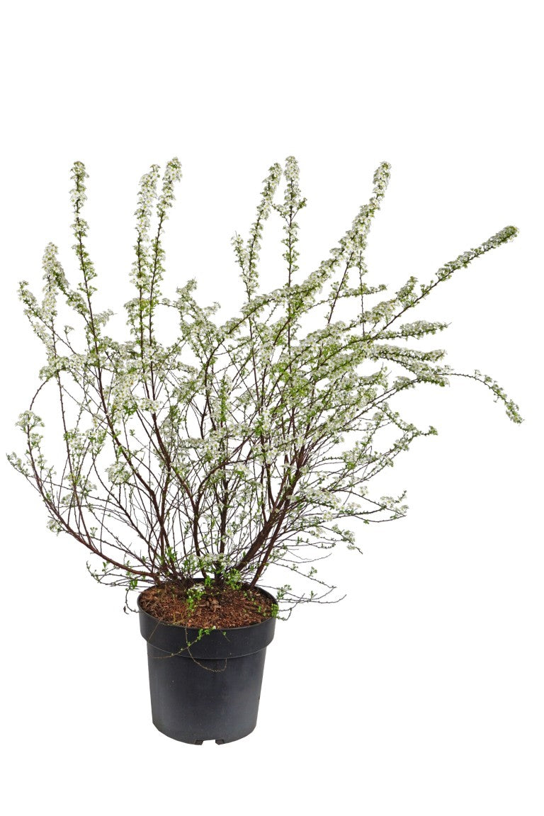Spiraea arguta - C5/P23 50-60 CM