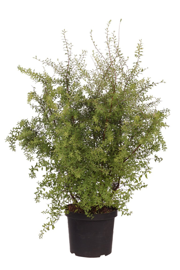 Spiraea arguta - C10 80-100 CM