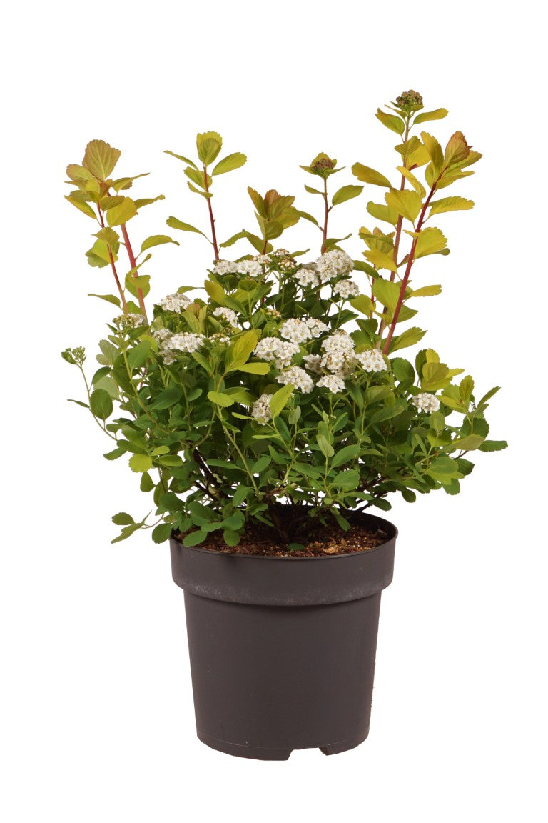 Spiraea betulifolia &