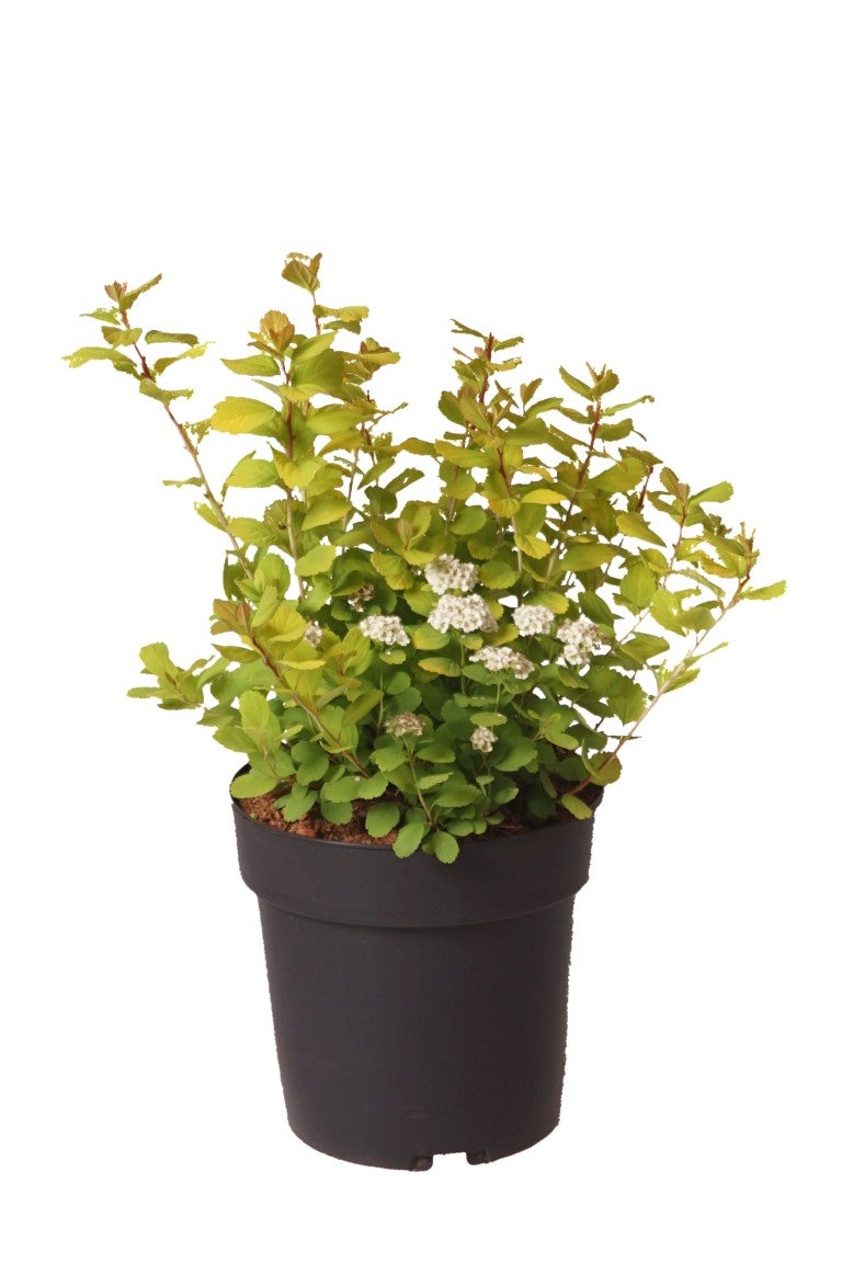 Spiraea betulifolia &