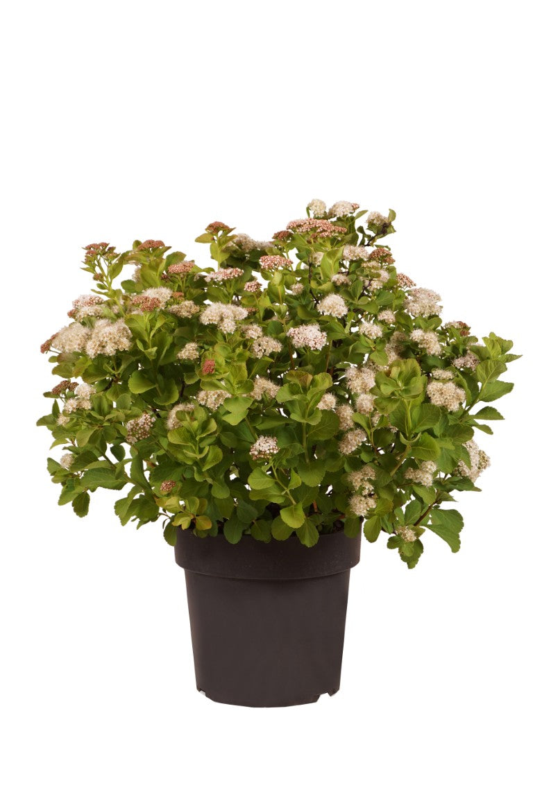 Spiraea betulifolia &