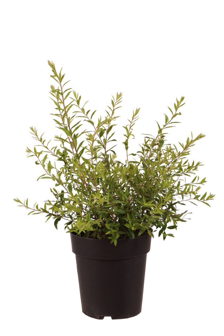 Spiraea cinerea &