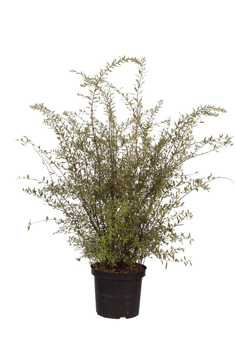 Spiraea cinerea &