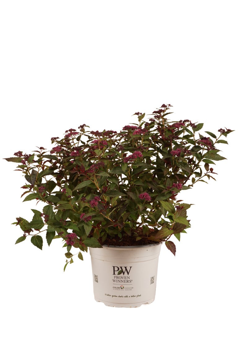 Spiraea jap. &