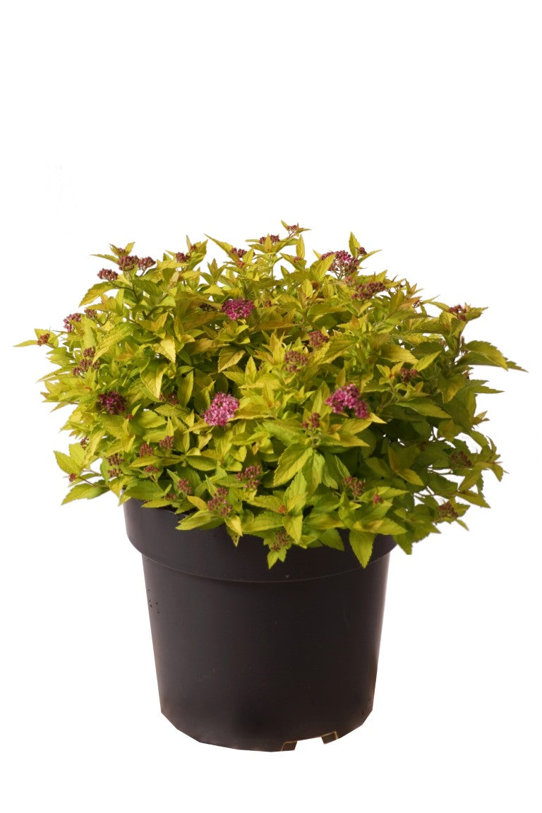 Spiraea jap. &