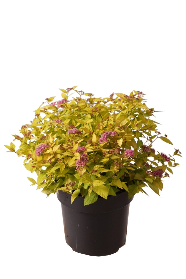Spiraea jap. &
