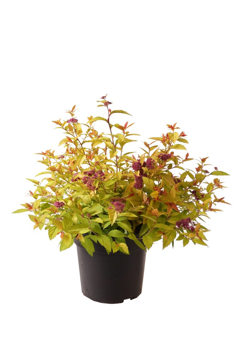 Spiraea jap. &