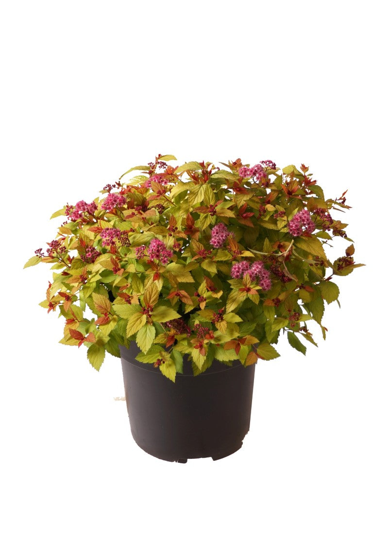 Spiraea jap. &