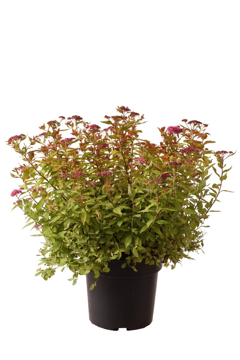 Spiraea jap. &