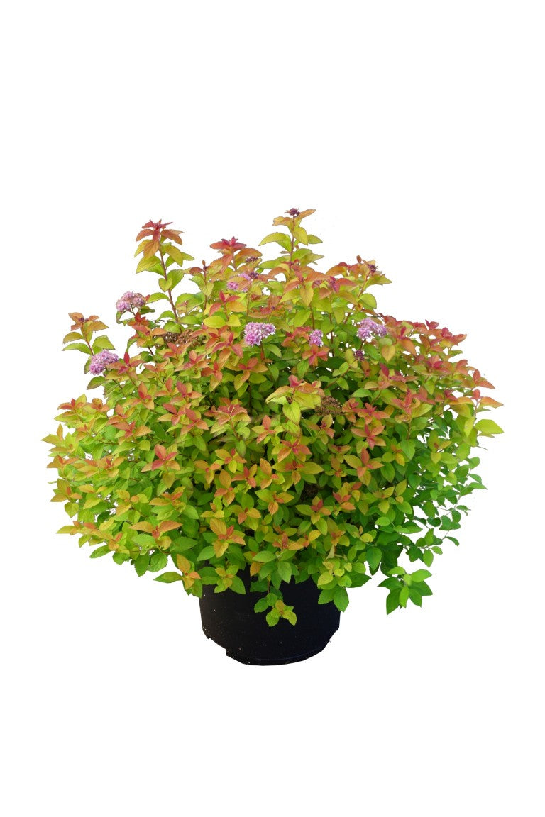Spiraea jap. &